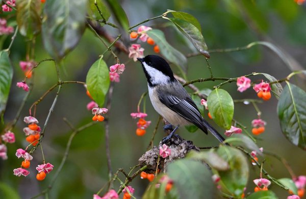 How to create a stimulating indoor environment for a pet skunk?